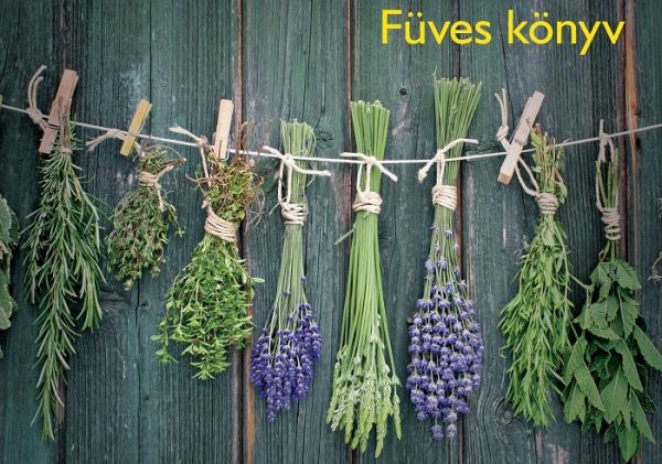 Kusza kazalba hányt bölcsességek