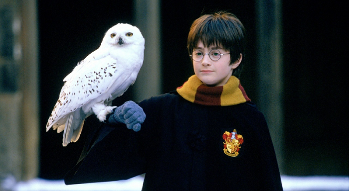 Potter miatt fogynak a baglyok