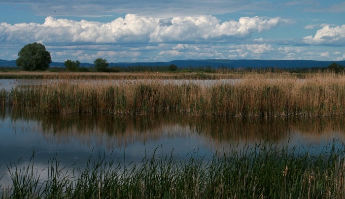 Panoráma költészet