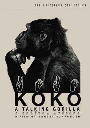 Koko távozott
